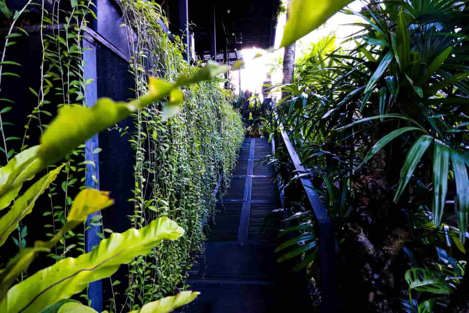 Lush green stairway through the garden