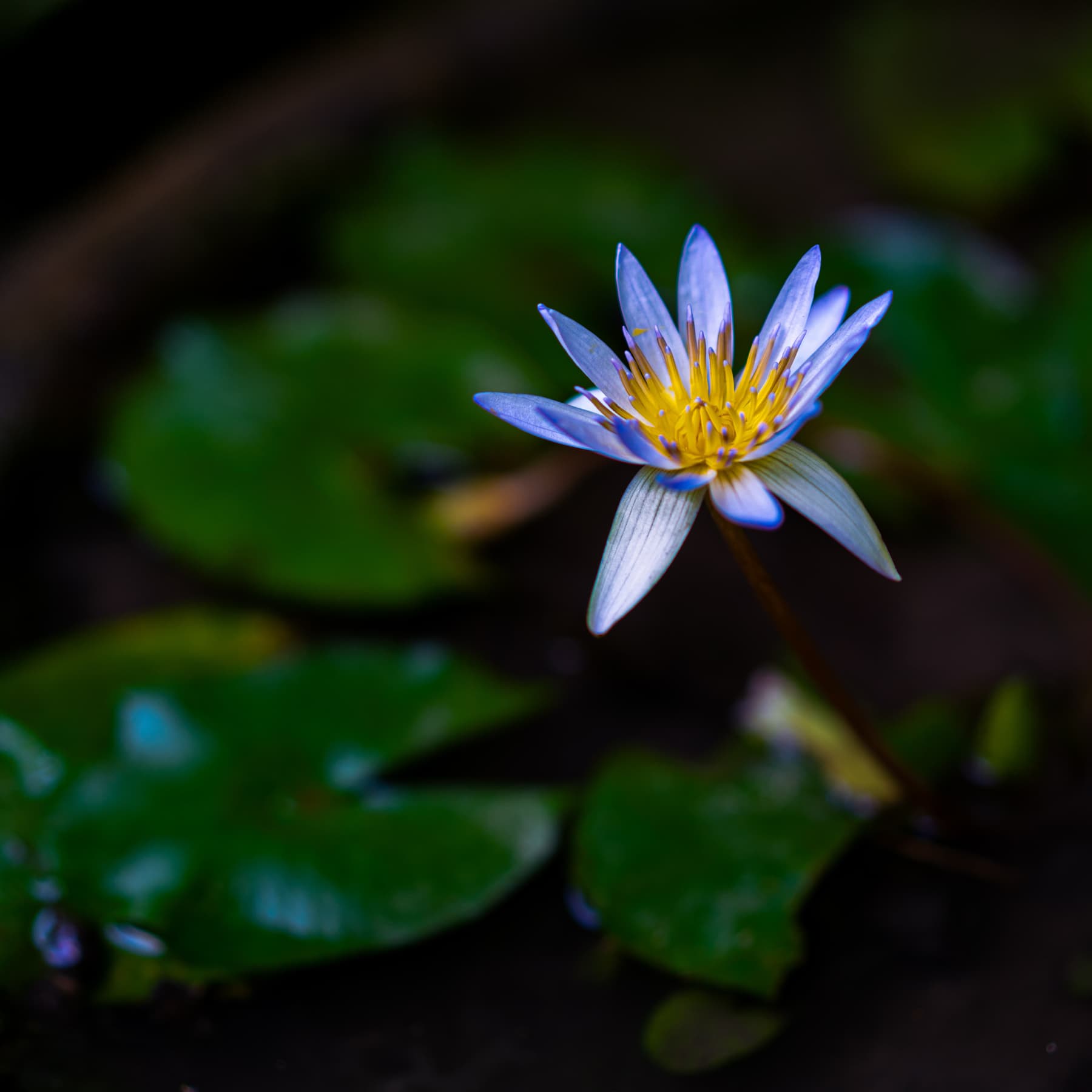 Water lily in the garden pond